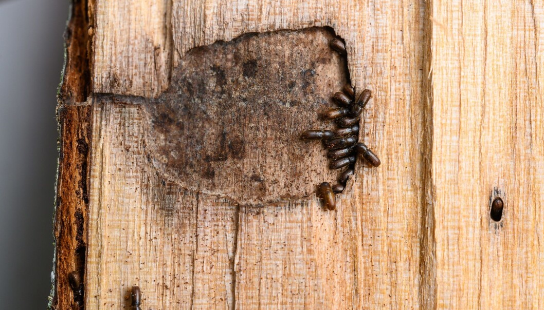 Eggleggingsgrotte for Xyleborinus attenuatus i gråor. Bare tre av rundt 50 individer var hanner i denne grotten. Legg merke til at grotten har bare en inngang. Eggleggingsgrotte for Xyleborinus attenuatus i gråor. Bare tre av rundt 50 individer var hanner i denne grotten. Legg merke til at grotten har bare en inngang.