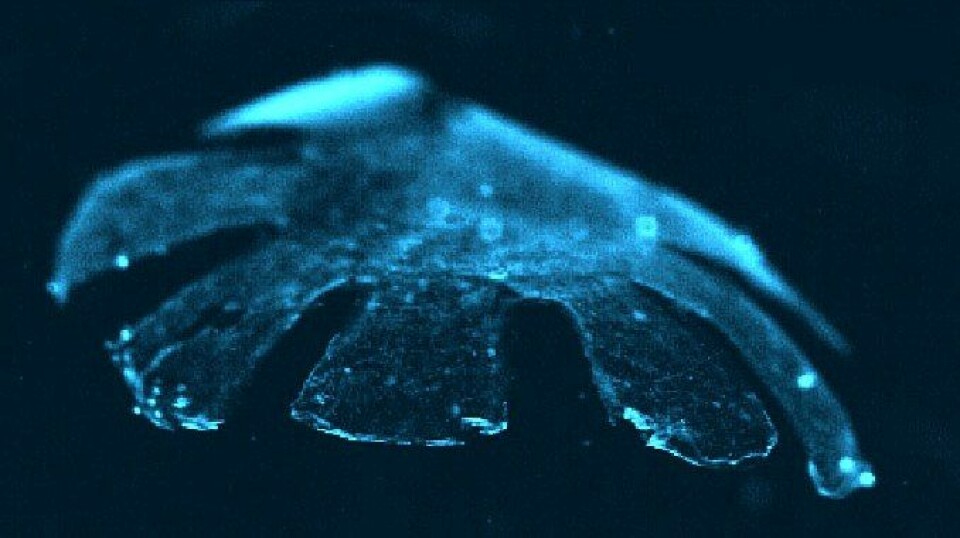 Den kunstige maneten medusoid er laget av rottehjertemuskler og silikon. Den svømmer nesten like godt som de ekte versjonene. (Foto: Harvard University/Caltech)
