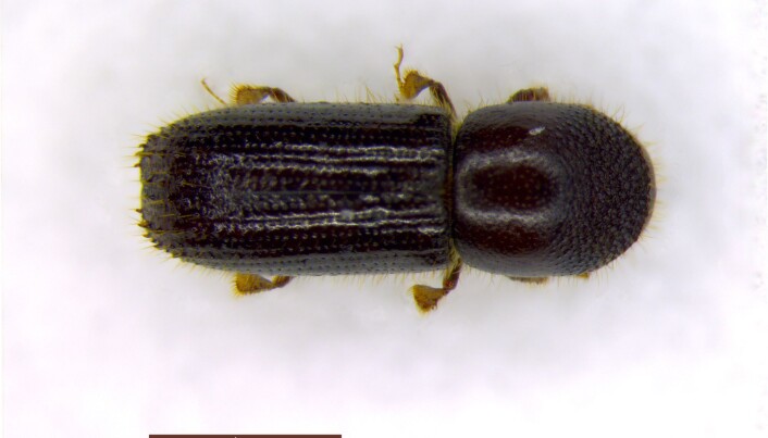 Barkbillen Xyleborinus attenuatus (hunn sett ovenfra). Barkbillen Xyleborinus attenuatus (hunn sett ovenfra).