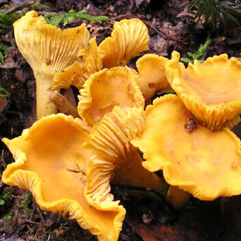 Forskerne tror klimaendringer kan være årsaken til den lange soppsesongen. (Foto: Strobilomyces/Wikimedia Commons) Forskerne tror klimaendringer kan være årsaken til den lange soppsesongen. (Foto: Strobilomyces/Wikimedia Commons)