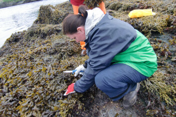 Forsker Céline Rebours tar algeprøver i Saltstraumen. (Foto: Bioforsk) Forsker Céline Rebours tar algeprøver i Saltstraumen. (Foto: Bioforsk)