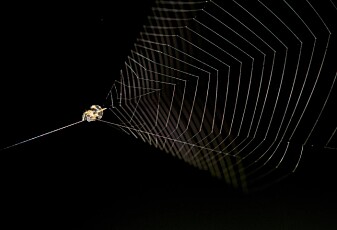 Edderkoppen bruker nettet som sprettert