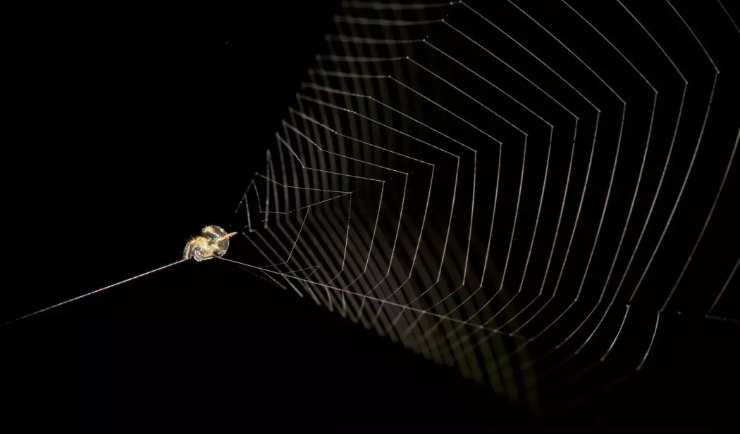 Edderkoppen vever et trakt-formet nett. Så trekker den midten bakover, slik at nettet blir spent som en sprettert eller slynge.