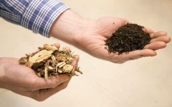 Ved torrefisering fortettes energiinnholdet i biobrensel. Til venstre: oppkappede greiner og topper. Til høyre har denne typen råstoff blitt torrefisert, og deretter knust til en finkornet masse. Denne presses så sammen til pellets. Da er cirka 70 prosent av massen intakt, mens cirka 90 prosent av energien er i behold. (Foto: Gry Karin Stimo/Sintef) Ved torrefisering fortettes energiinnholdet i biobrensel. Til venstre: oppkappede greiner og topper. Til høyre har denne typen råstoff blitt torrefisert, og deretter knust til en finkornet masse. Denne presses så sammen til pellets. Da er cirka 70 prosent av massen intakt, mens cirka 90 prosent av energien er i behold. (Foto: Gry Karin Stimo/Sintef)