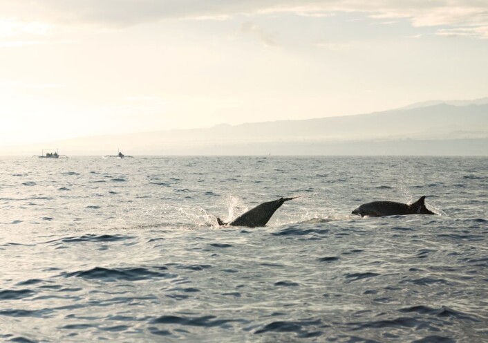 Tumlere tumler i Indonesia. (Foto: Colourbox) Tumlere tumler i Indonesia. (Foto: Colourbox)