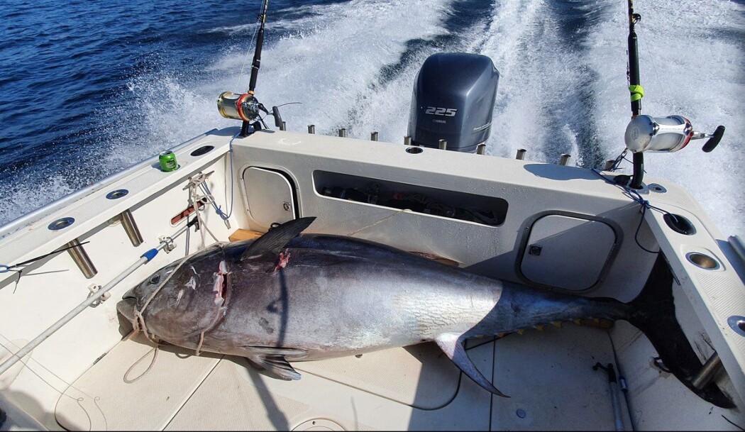 Den første størja ble landet av Team Blega Southern Tuna i Skagerrak etter stor innsats fra alle om bord. Laget tok med seg fisken og har dermed brukt sin rekreasjonsfiskekvote. Den første størja ble landet av Team Blega Southern Tuna i Skagerrak etter stor innsats fra alle om bord. Laget tok med seg fisken og har dermed brukt sin rekreasjonsfiskekvote.