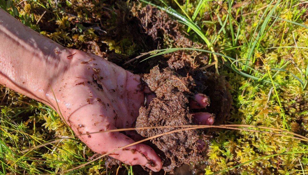 Litt nedi myra er torvmosen og dei andre plantene gått i oppløysing, og ser meir ut som brun graut. Denne grauten er rik på karbonforbindelsar og held godt på vatn. Foto: Kyrre Groven Litt nedi myra er torvmosen og dei andre plantene gått i oppløysing, og ser meir ut som brun graut. Denne grauten er rik på karbonforbindelsar og held godt på vatn. Foto: Kyrre Groven