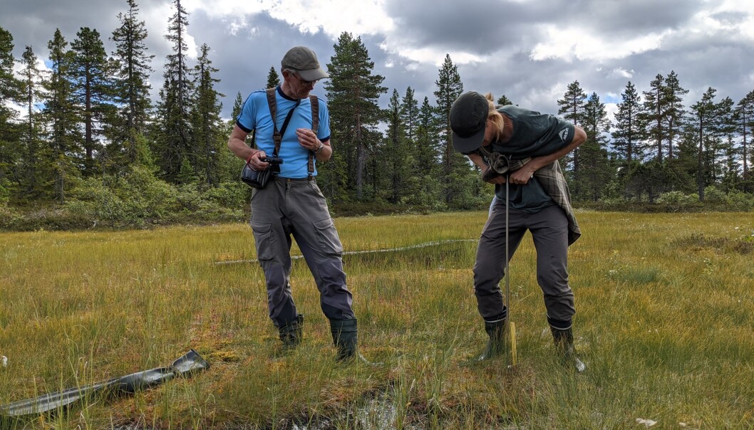 How deep is your peat? Det sjekkar masterstudent i Climate Change Management ved Høgskulen på Vestlandet, Karl-Kristian Muggerud ut i Skrimfjella. Rettleiar Knut Rydgren er tydeleg nøgd med innsatsen med det gode, gamle jordspydet. Det supplerer målingar med meir moderne utstyr, som georadar. Data skal i neste omgang samanliknast med satelittbaserte estimat. Foto: Inger Auestad How deep is your peat? Det sjekkar masterstudent i Climate Change Management ved Høgskulen på Vestlandet, Karl-Kristian Muggerud ut i Skrimfjella. Rettleiar Knut Rydgren er tydeleg nøgd med innsatsen med det gode, gamle jordspydet. Det supplerer målingar med meir moderne utstyr, som georadar. Data skal i neste omgang samanliknast med satelittbaserte estimat. Foto: Inger Auestad
