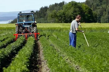 "Den økologisk bonden kan ikke bruke kjemiske midler for å holde ugraset under kontroll. Her benyttes både maskinelle og manuelle metoder i gulrotåkeren."