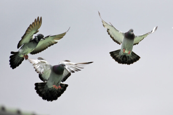 Duer bruker mer energi når de flyr i flokk. Her går de inn for landing. (Foto: Royal Veterinary College, University of London) Duer bruker mer energi når de flyr i flokk. Her går de inn for landing. (Foto: Royal Veterinary College, University of London)