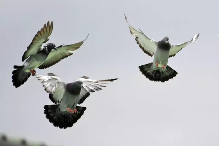 Duer bruker mer energi når de flyr i flokk. Her går de inn for landing. (Foto: Royal Veterinary College, University of London)