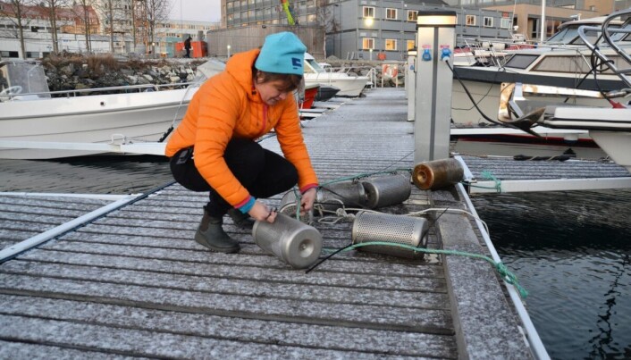 Dorte Herzke tar opp teine som samler opp blant annet plastpartikler som havner i sjøen. Dorte Herzke tar opp teine som samler opp blant annet plastpartikler som havner i sjøen.