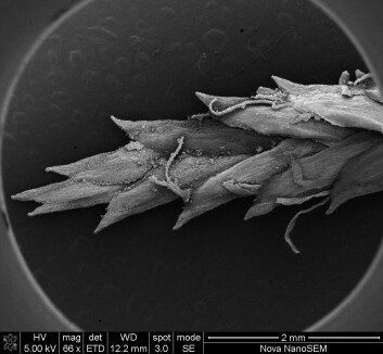 Et lite 73 000 år gammelt aks fra Cyperus sp. (Foto: Christine Sievers) Et lite 73 000 år gammelt aks fra Cyperus sp. (Foto: Christine Sievers)