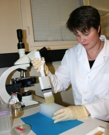Irene Løvdal prøver ut forskjellige næringsstoffer for å få Bacillus-sporer til å spire raskere. (Foto: Jan Thomas Rosnes) Irene Løvdal prøver ut forskjellige næringsstoffer for å få Bacillus-sporer til å spire raskere. (Foto: Jan Thomas Rosnes)