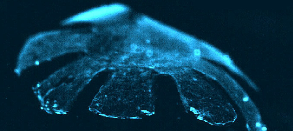 Den kunstige maneten medusoid er laget av rottehjertemuskler og silikon. Den svømmer nesten like godt som de ekte versjonene. Harvard University/Caltech