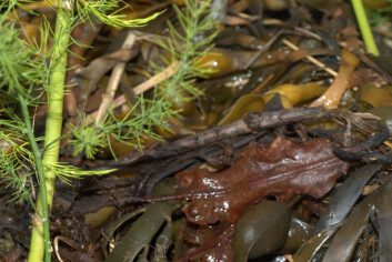 Makroalger som tang og tare har blitt brukt som gjødsel i århundrer. Her er det asparges som får næring. (Foto: Susanne Friis Pedersen, Bioforsk) Makroalger som tang og tare har blitt brukt som gjødsel i århundrer. Her er det asparges som får næring. (Foto: Susanne Friis Pedersen, Bioforsk)