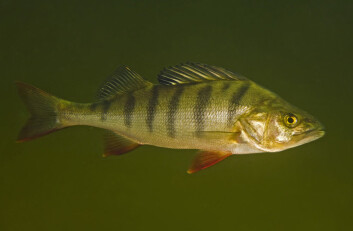Abbor (Perca fluviatilis). (Foto: Bent Christensen) Abbor (Perca fluviatilis). (Foto: Bent Christensen)