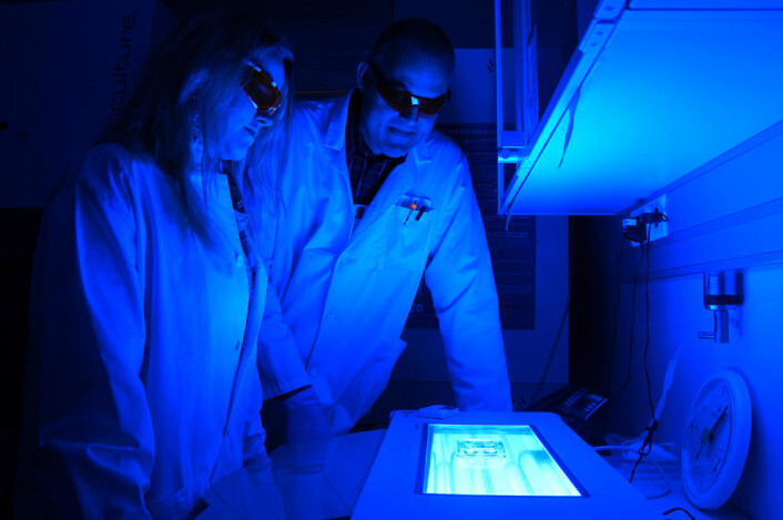 Monica Bostad og Pål Selbo studerer kreftceller i petriskåler på Senter for forskningsdrevet innovasjon ved Radiumhospitalet. (Foto: Arnfinn Christensen, forskning.no.)