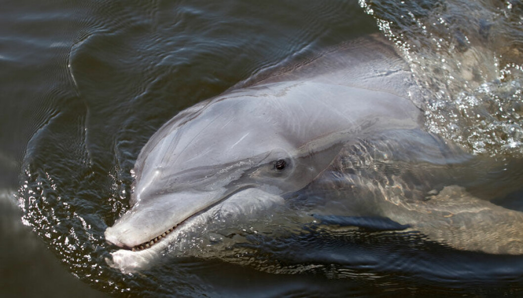 Delfiner kan kalle på hverandre