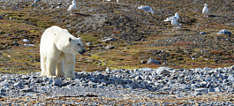 Isbjørn plyndrer fugleholmer på Svalbard