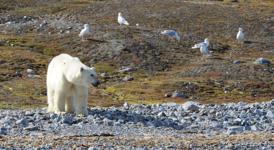Isbjørn og polarmåker på en fugleholme i Kongsfjorden. Isbjørn og polarmåker på en fugleholme i Kongsfjorden.