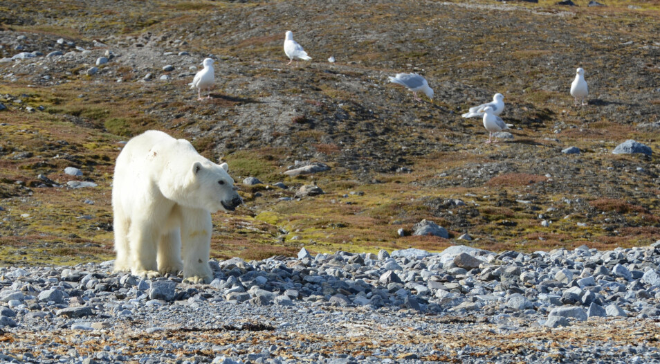Isbjørn og polarmåker på en fugleholme i Kongsfjorden.