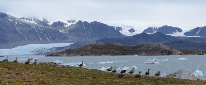 FUGLEHOLME. Ærfugl på en av de mange fugleholmene i Kongsfjorden som hvert år oppsøkes av isbjørn, polarmåke og fjellrev på jakt etter mat. FUGLEHOLME. Ærfugl på en av de mange fugleholmene i Kongsfjorden som hvert år oppsøkes av isbjørn, polarmåke og fjellrev på jakt etter mat.