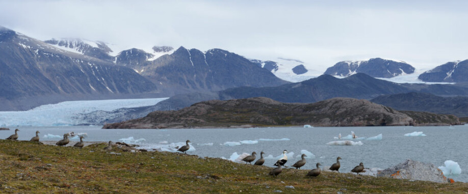 FUGLEHOLME. Ærfugl på en av de mange fugleholmene i Kongsfjorden som hvert år oppsøkes av isbjørn, polarmåke og fjellrev på jakt etter mat.