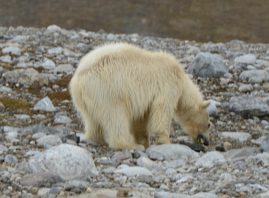 HØYKONSUM. En isbjørn kan lett plyndre flere hundre ærfuglreir i løpet av en dag. Her er en av dem langt nede i matfatet.