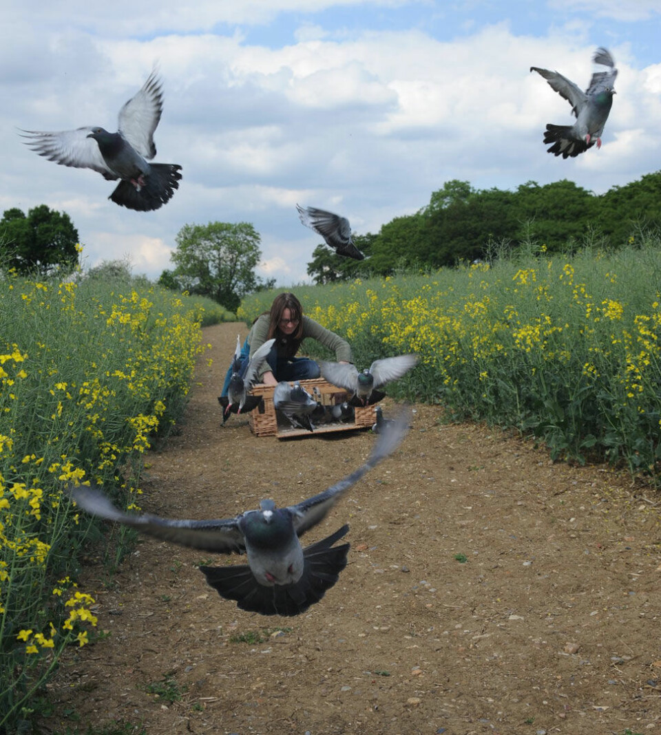 Duene fikk fly fritt i tre dager, mens forskerne registrerte alle bevegelser. (Foto: Royal Veterinary College, University of London)