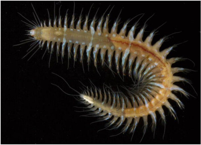 Ophiodromus flexuosus, en fem centimeter lang, rovlevende art fra bløtbunn og sandblandet bunn på grunt vann og moderate dyp. Finnes ofte i store antall i områder med råtten bunn og organisk overbelastning. Denne arten kjennes av mange dykkere. (Foto: Fredrik Pleijel) Ophiodromus flexuosus, en fem centimeter lang, rovlevende art fra bløtbunn og sandblandet bunn på grunt vann og moderate dyp. Finnes ofte i store antall i områder med råtten bunn og organisk overbelastning. Denne arten kjennes av mange dykkere. (Foto: Fredrik Pleijel)