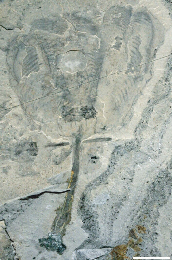 Fossil av tulipandyr. Hvit linje er lik én centimenter. (Foto: Royal Ontario Museum) Fossil av tulipandyr. Hvit linje er lik én centimenter. (Foto: Royal Ontario Museum)