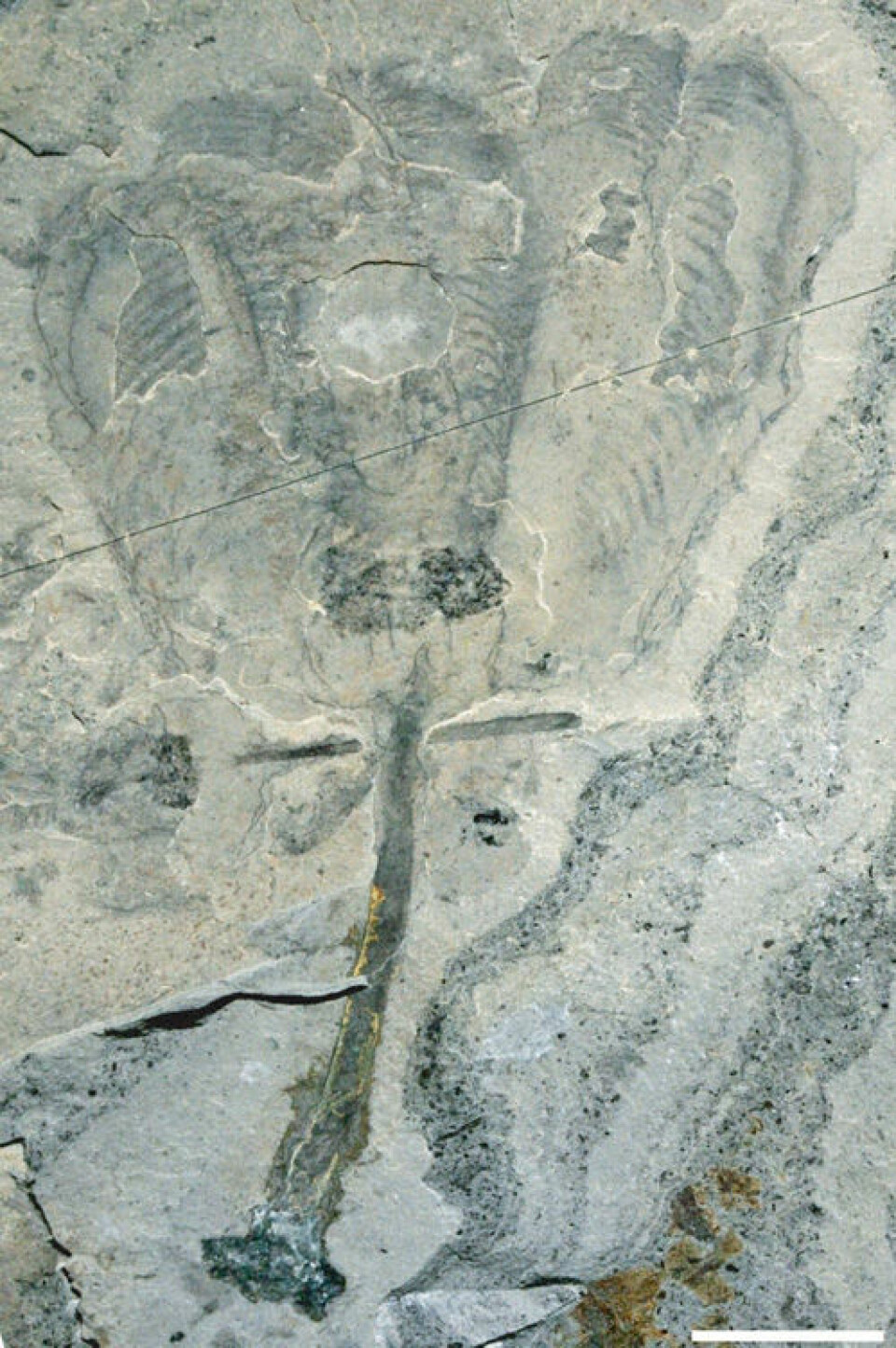 Fossil av tulipandyr. Hvit linje er lik én centimenter. (Foto: Royal Ontario Museum)