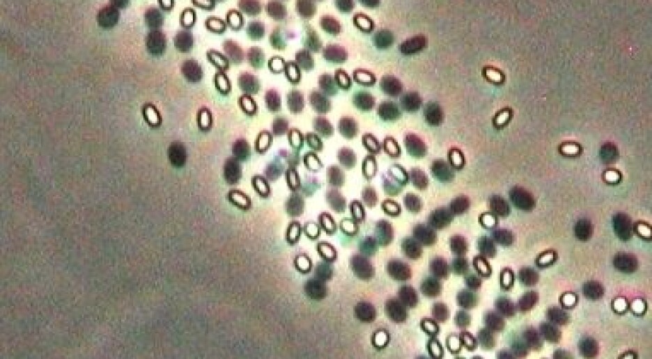 Bekjemper bakterievekst i ferdigretter