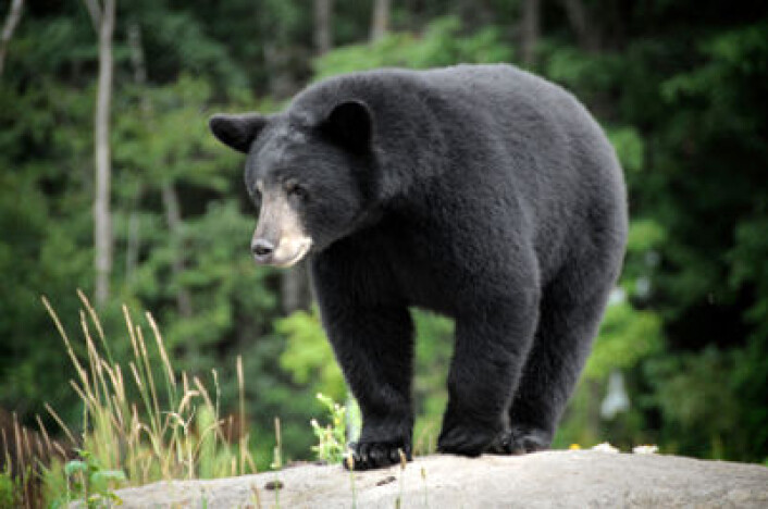 Amerikansk svartbjørn. (Foto: iStockphoto.com) Amerikansk svartbjørn. (Foto: iStockphoto.com)