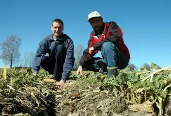 "Forsker Mikkel Bakkegard (t.v.) og forskningssjef Ragnar Eltun (t.h.) ved Bioforsk Øst Apelsvoll sjekker overvintringen på høstraps sådd på drill. (Foto: Jon Schärer)."