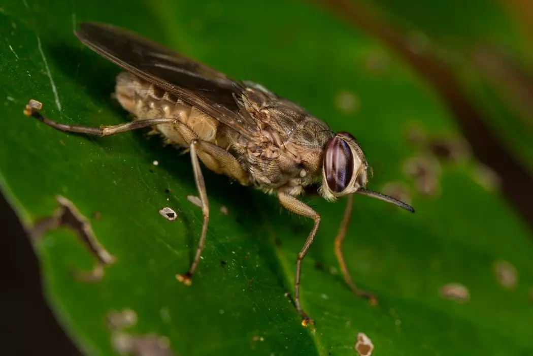 En tsetse flue fra slekten Glossina. Merk det lange røret stikkende ut fra hodet. Det er den blodsugende munnen.