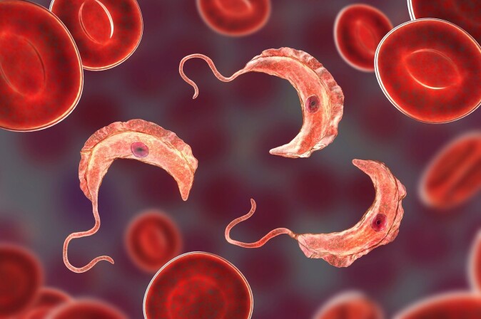 Flagellaten <i>Trypanosoma brucei</i> som forårsaker sovesyke. Flagellaten <i>Trypanosoma brucei</i> som forårsaker sovesyke.