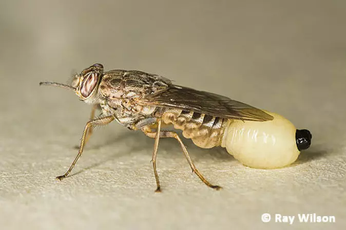 En tsetsefluelarve blir født. Larven er større enn hele morens bakkropp.