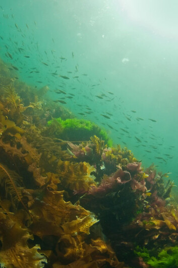 Makroalger som tang og tare er svært viktig for livet i havet, men også en verdifull ressurs. Dette er tatt rett utenfor Bodø. (Foto: Galice Guillaume Hoarau) Makroalger som tang og tare er svært viktig for livet i havet, men også en verdifull ressurs. Dette er tatt rett utenfor Bodø. (Foto: Galice Guillaume Hoarau)