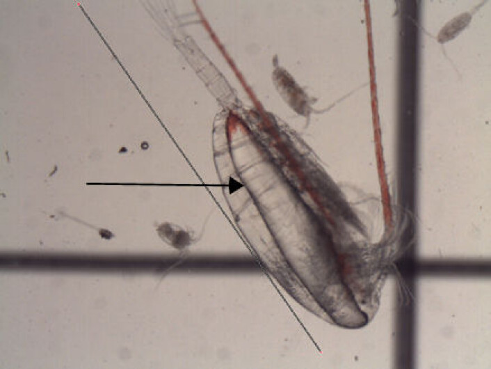 Hoppekreps, som også kalles copepoder, er en liten gruppe skalldyr som lever i nesten alle tenkelige former for vann på jorden. De lever under alle temperaturer fra ekvator til Arktis og i alle typer vann, både i ekstremt salt sjøvann og i ferskt sjøvann. Hoppekrepsenes larver er den viktigste næringskilden for mange fiskelarver og derfor en fundamental del av hele næringskjeden. Det finnes i alt 13.000 hoppekrepsarter. Hoppekreps, som også kalles copepoder, er en liten gruppe skalldyr som lever i nesten alle tenkelige former for vann på jorden. De lever under alle temperaturer fra ekvator til Arktis og i alle typer vann, både i ekstremt salt sjøvann og i ferskt sjøvann. Hoppekrepsenes larver er den viktigste næringskilden for mange fiskelarver og derfor en fundamental del av hele næringskjeden. Det finnes i alt 13.000 hoppekrepsarter.