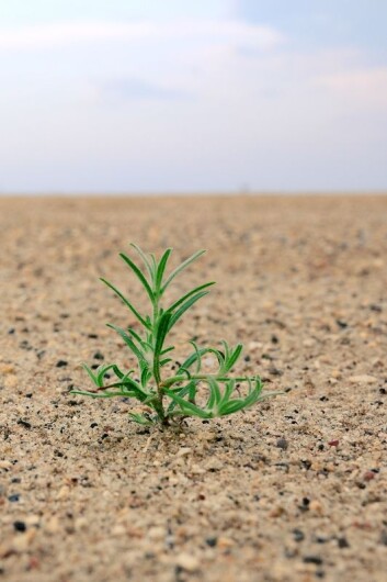 Planter låner gener av hverandre, slik at de kan overleve klimaendringer. (Foto: Colourbox) Planter låner gener av hverandre, slik at de kan overleve klimaendringer. (Foto: Colourbox)