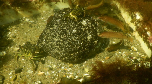Kan glupske krabber og leppefisk forklare blåskjell-kollapsen?