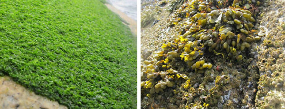 Matter med grønnalger (til venstre) erstatter forskjellige arter tang (til høyre) i den mest forurensede delen av strandsonen i Glomfjord. (Foto: Janne K. Gitmark, NIVA)