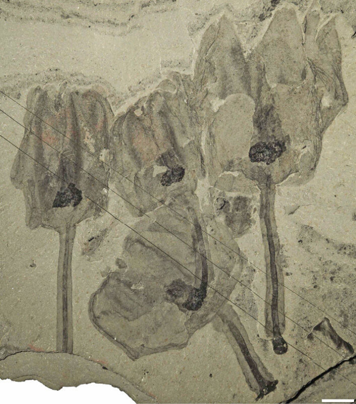 En klynge tulipandyr er fanget av et skred på havbunnen og omdannet til fossiler. Hvit linje er lik én centimenter. (Foto: Royal Ontario Museum) En klynge tulipandyr er fanget av et skred på havbunnen og omdannet til fossiler. Hvit linje er lik én centimenter. (Foto: Royal Ontario Museum)