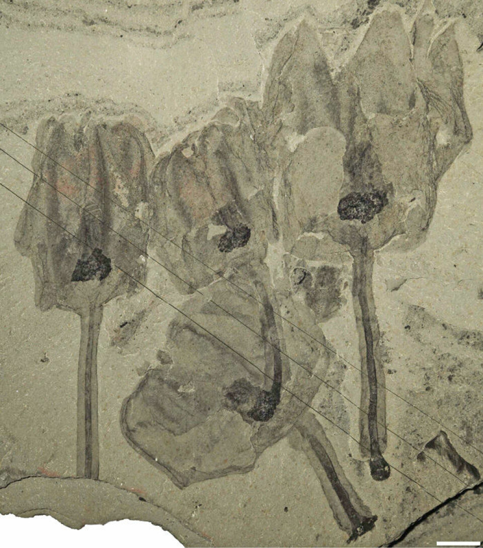 En klynge tulipandyr er fanget av et skred på havbunnen og omdannet til fossiler. Hvit linje er lik én centimenter. (Foto: Royal Ontario Museum)