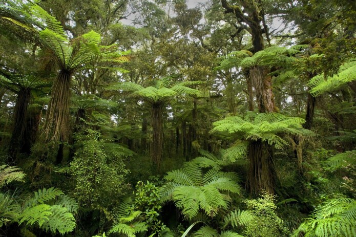 New Zealand har temperert regnskog i dag også. I tidlig miocen var skogen varm-temperert til subtropisk ved utgravingsplassen. New Zealand har temperert regnskog i dag også. I tidlig miocen var skogen varm-temperert til subtropisk ved utgravingsplassen.