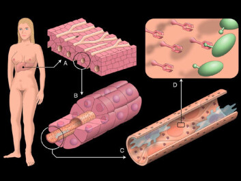 "Kroppens avfallshåndtering: Endotelcellene danner blodårene i leveren og renser blodet for uhumskheter av ymse slag, blant annet virus. Illustrasjon: Roy Lysaa, UiT" "Kroppens avfallshåndtering: Endotelcellene danner blodårene i leveren og renser blodet for uhumskheter av ymse slag, blant annet virus. Illustrasjon: Roy Lysaa, UiT"