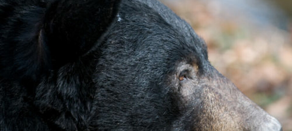 Amerikansk svartbjørn i profil (utsnitt). iStockphoto.com