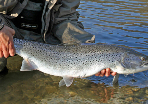 Sea trout numbers are declining in Norway and scientists don’t know why